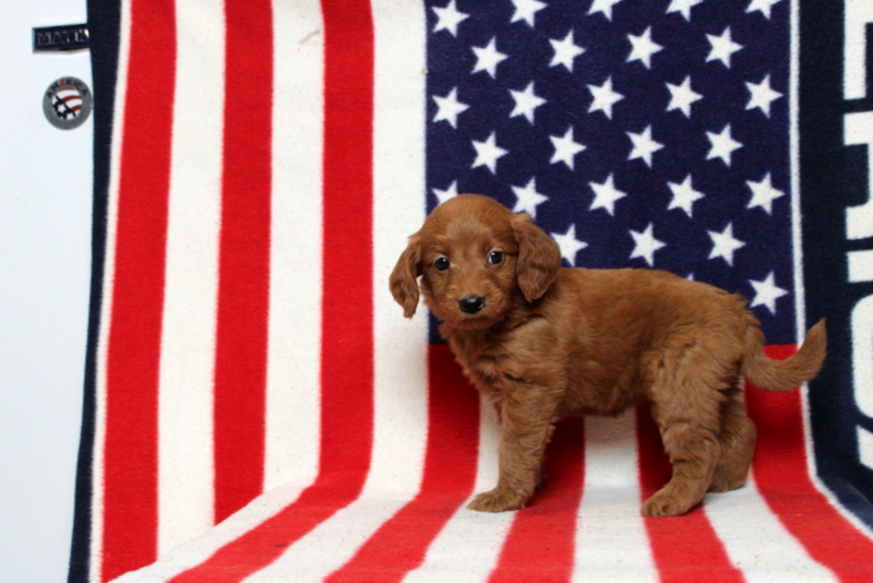 puppy, for, sale, Mini Goldendoodle F1, Matthew B. Stoltzfus, dog, breeder, Gap, PA, dog-breeder, puppy-for-sale, forsale, nearby, find, puppyfind, locator, puppylocator, aca